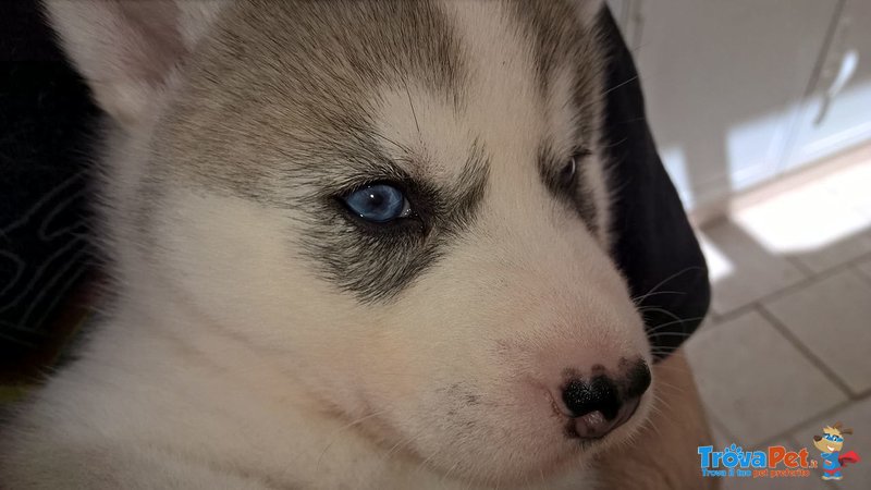 Cuccioli Siberian Husky - Foto n. 1