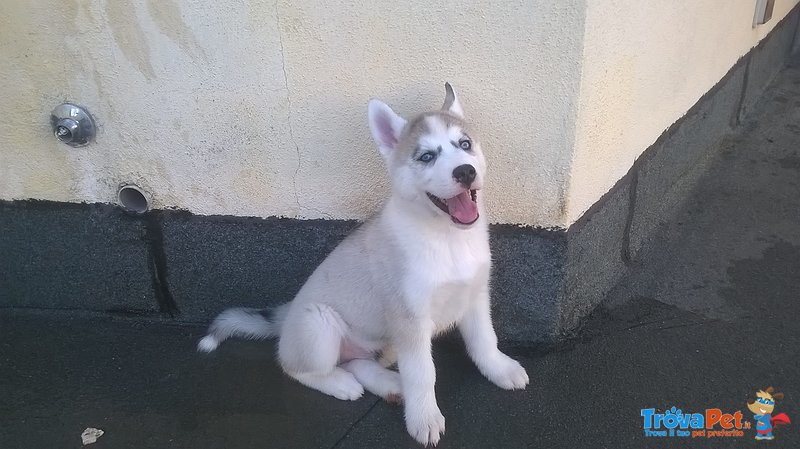 Cuccioli Siberian Husky - Foto n. 2