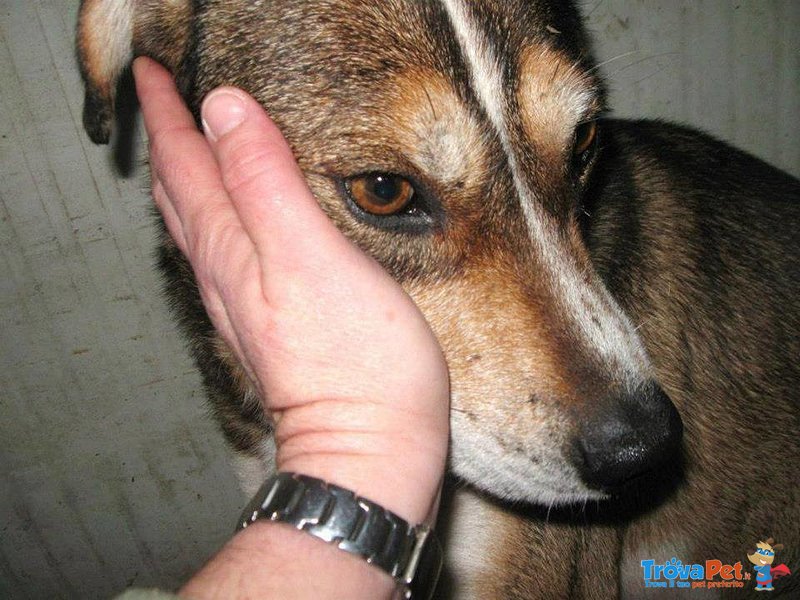 Da: Canile Lager di Domicella, Tempo di Reclusione: 3 anni Traumi Riportati: Fobia Dell'essere Umano - Foto n. 3