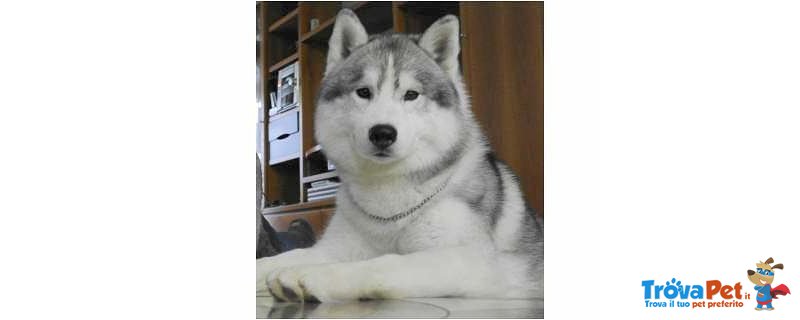 Cuccioli Siberian Husky - Foto n. 7