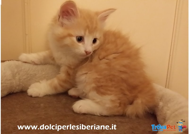 Cucciolo Rosso Siberiano Ipoallergenico con Pedigree - Foto n. 1