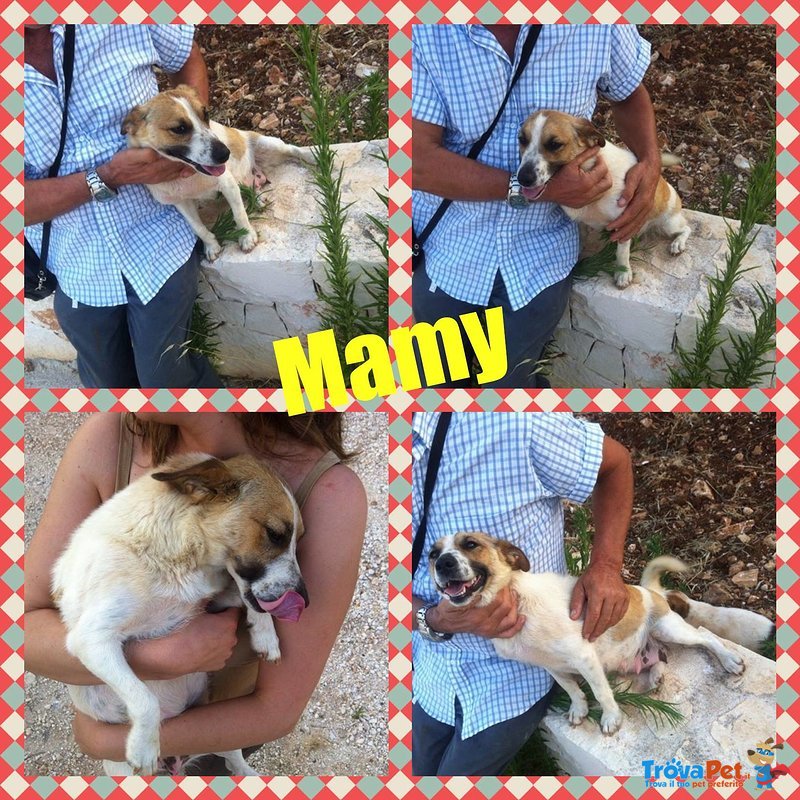 Mamy Dolce Mammina Molto Giovane di 5 Cuccioli Simil jack Russel - Foto n. 1