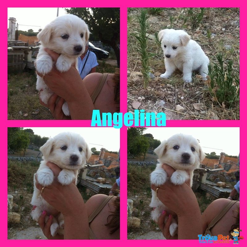 Angelina Bella Cucciolina tg. Piccola - Foto n. 1