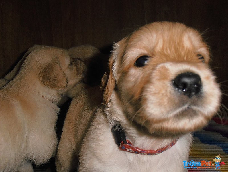 Cuccioli II Golden Retriever - Foto n. 2