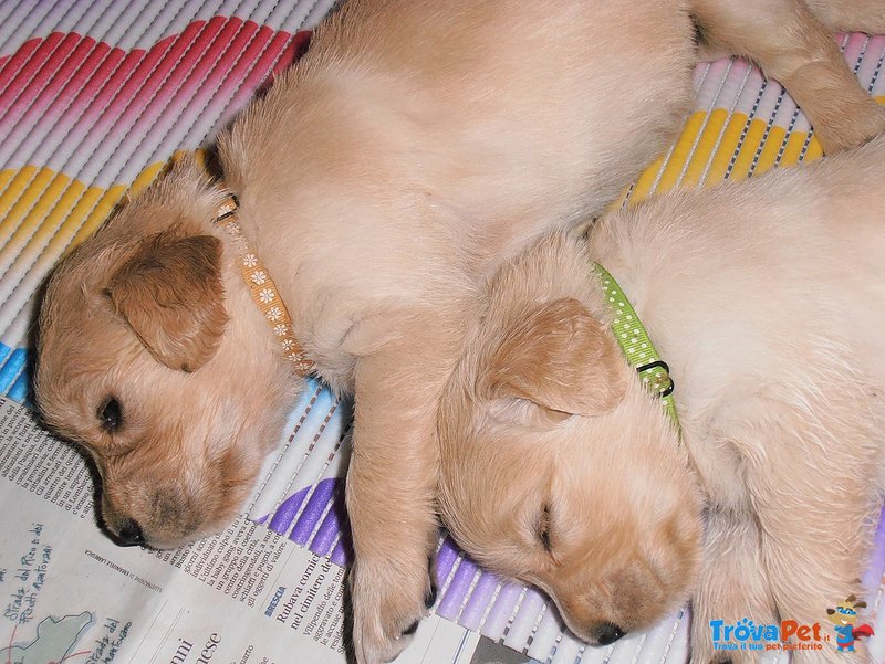 Cuccioli II Golden Retriever - Foto n. 3