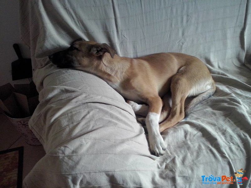 Cuccioli Bellissimi in Cerca di una Famiglia - Foto n. 7