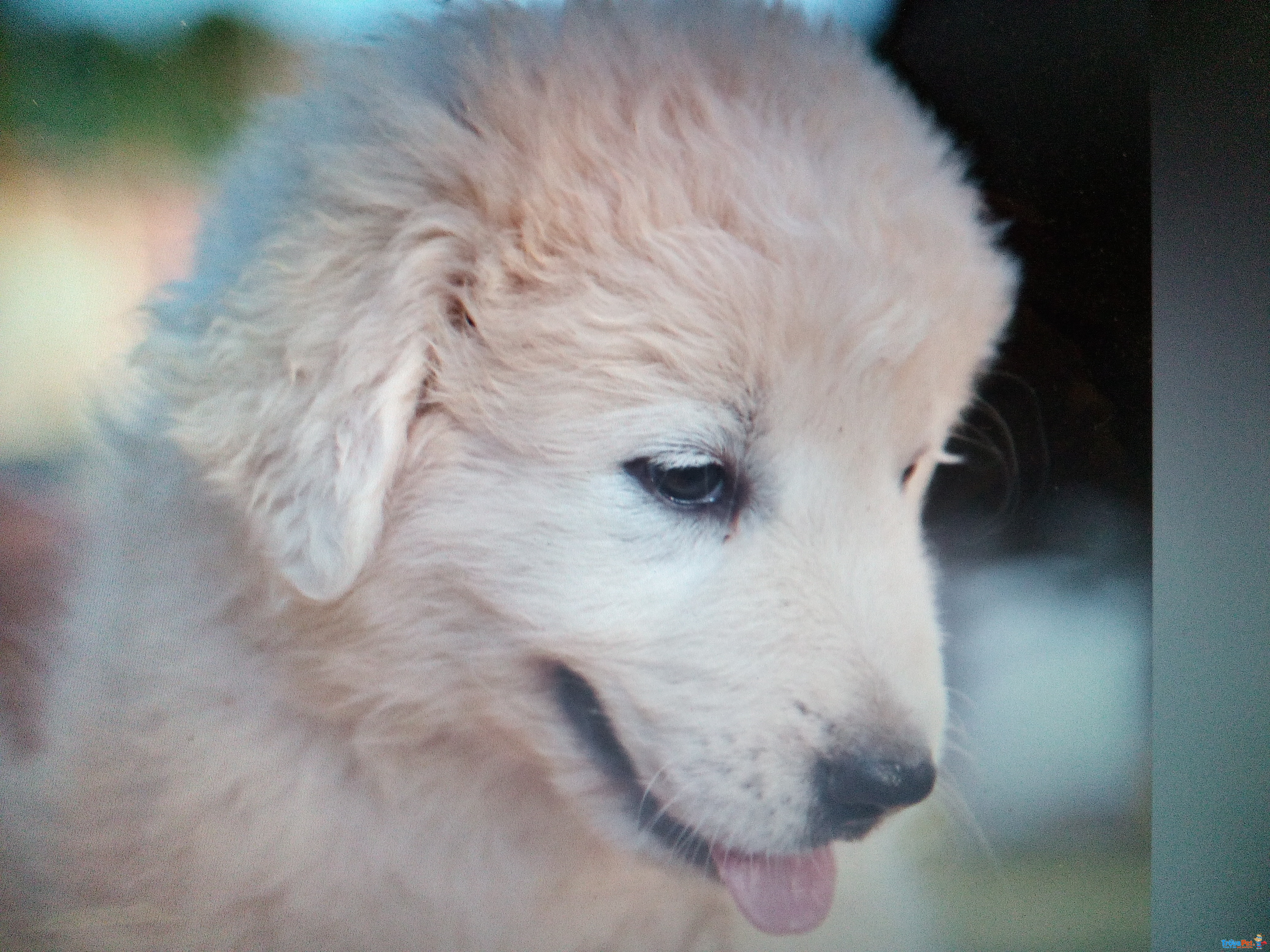 Cuccioli Pastore Maremmano Puri - Foto n. 5