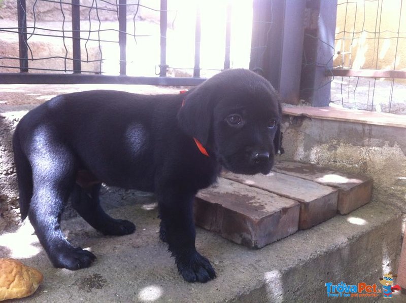 Cuccioli di Labrador Retriever - Foto n. 1