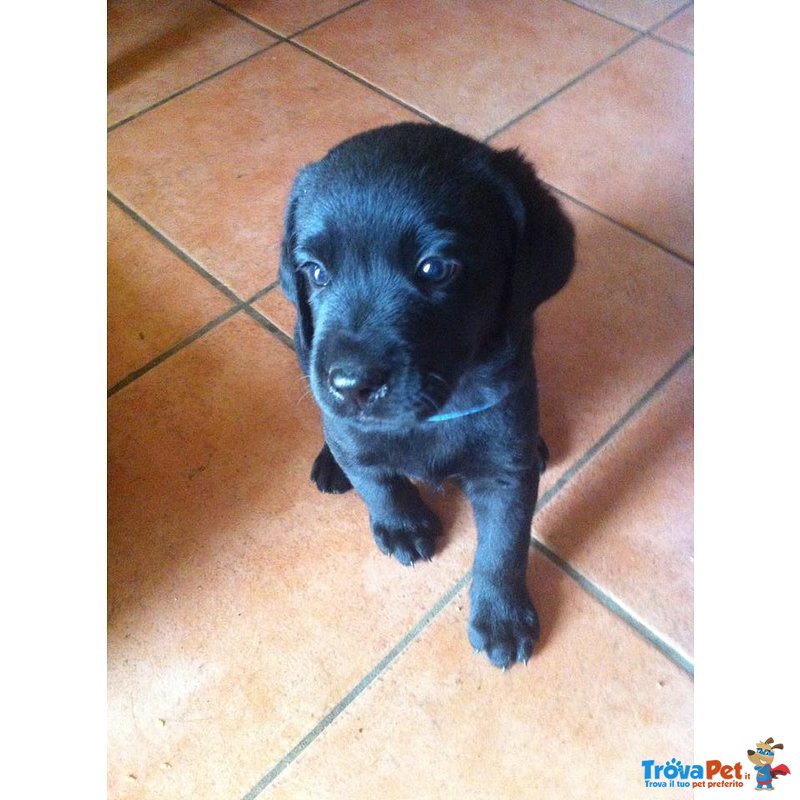 Cuccioli di Labrador Retriever - Foto n. 5