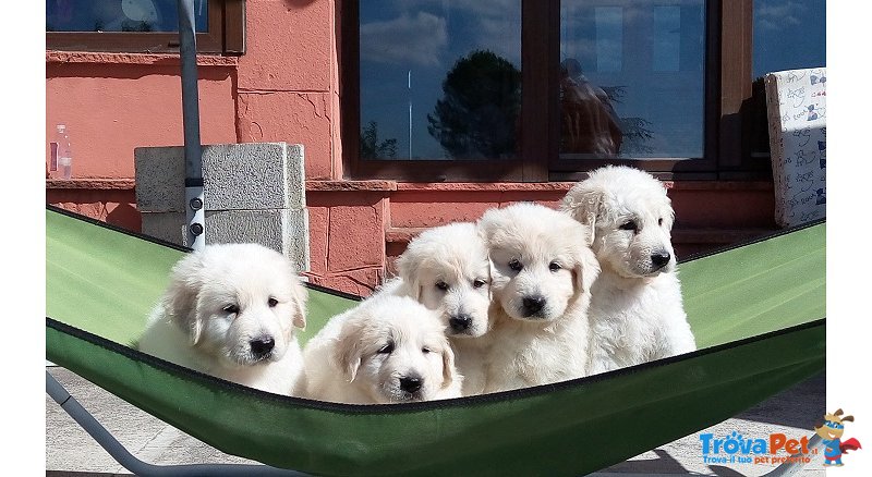 Cuccioli Pastore Maremmano - Foto n. 2