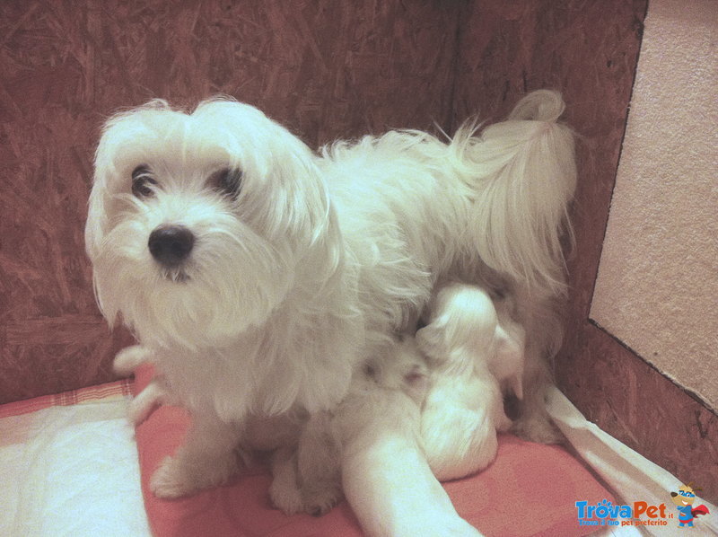 Cuccioli di Maltese Disponibili - Foto n. 1