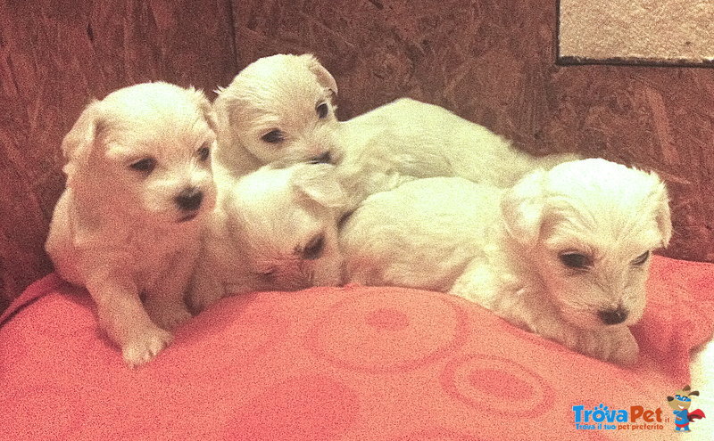 Cuccioli di Maltese Disponibili - Foto n. 2