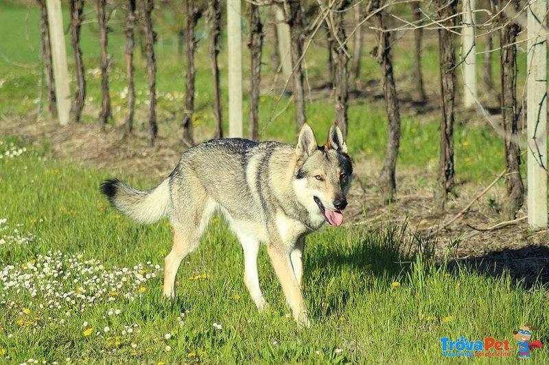 Cuccioli di cane lupo Cecoslovacco - Foto n. 1
