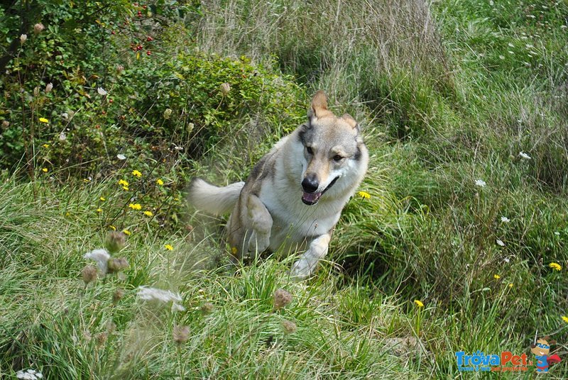 Cuccioli di cane lupo Cecoslovacco - Foto n. 6