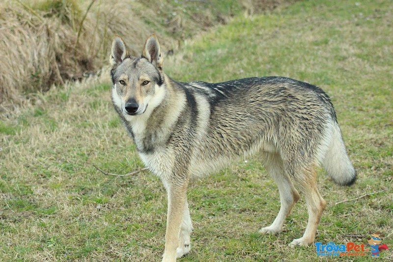 Cuccioli di cane lupo Cecoslovacco - Foto n. 7