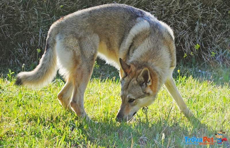Cuccioli di cane lupo Cecoslovacco - Foto n. 8
