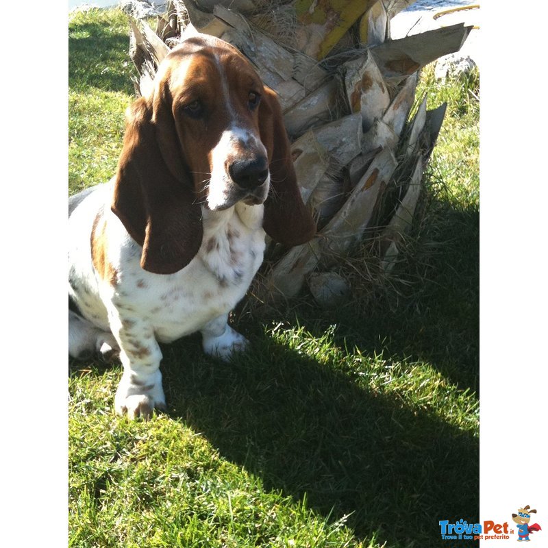 Cuccioli Bassethound - Foto n. 6