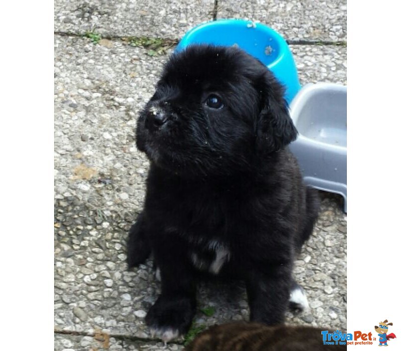 Splendidi Cuccioli di cane Corso alta Genealogia - Foto n. 2