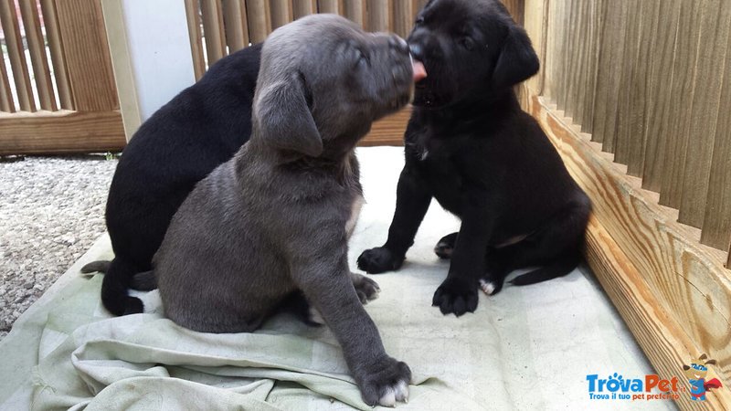 Splendidi Cuccioli di cane Corso alta Genealogia - Foto n. 3