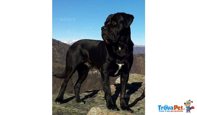 Splendidi Cuccioli di cane Corso alta Genealogia - Foto n. 4