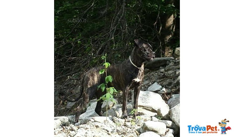 Splendidi Cuccioli di cane Corso alta Genealogia - Foto n. 5