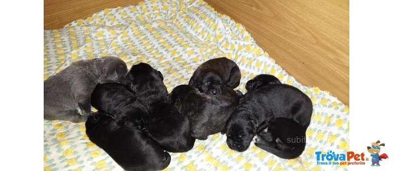 Splendidi Cuccioli di cane Corso alta Genealogia - Foto n. 6