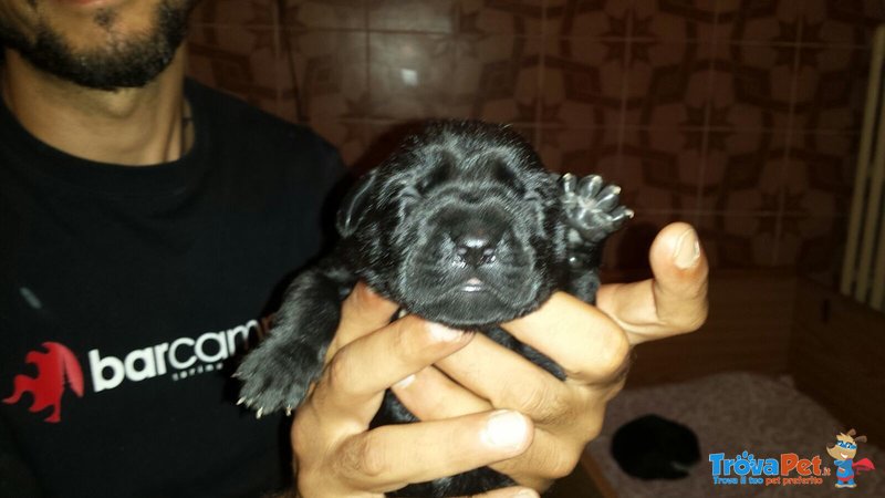 Splendidi Cuccioli di cane Corso alta Genealogia - Foto n. 7