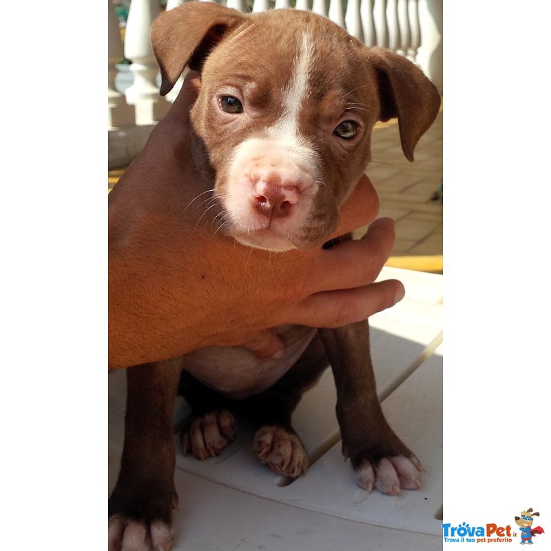 Cuccioli Pitbull Ukc - Foto n. 3