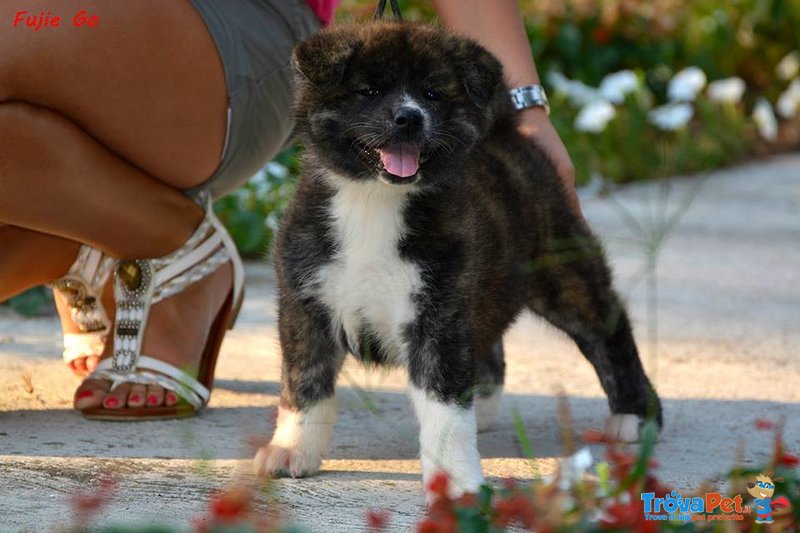 Cucciolo di Akita inu in Vendita - Foto n. 3