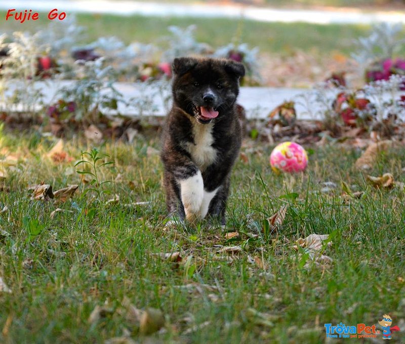 Cucciolo di Akita inu in Vendita - Foto n. 4