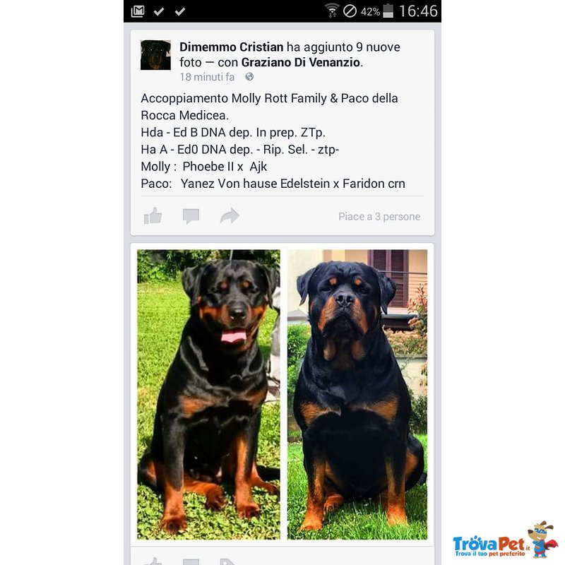 Disponibilita ' Cuccioli Rottweiler - Foto n. 1