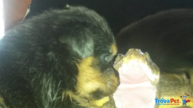 Disponibilita ' Cuccioli Rottweiler - Foto n. 3