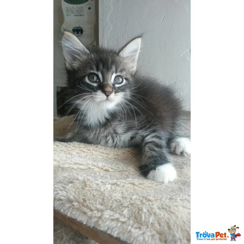 Maine coon Cuccioli - Foto n. 5