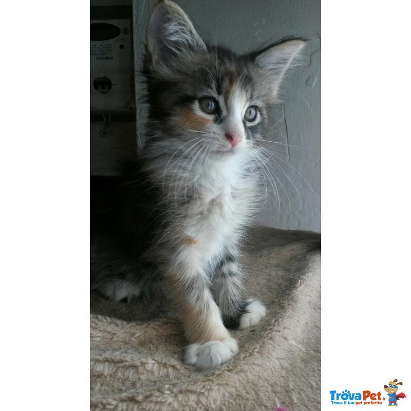 Maine coon Cuccioli - Foto n. 10