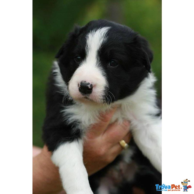 Cuccioli Border Collie - Foto n. 1