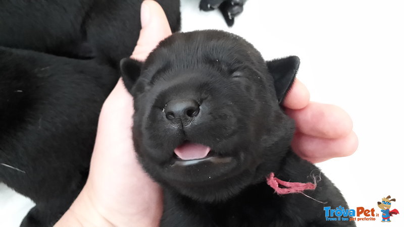 Cuccioli Labrador Retriever con Pedigree - Foto n. 5