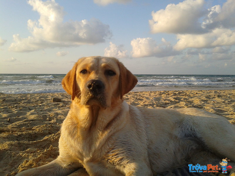 Cuccioli Labrador Retriever con Pedigree - Foto n. 6