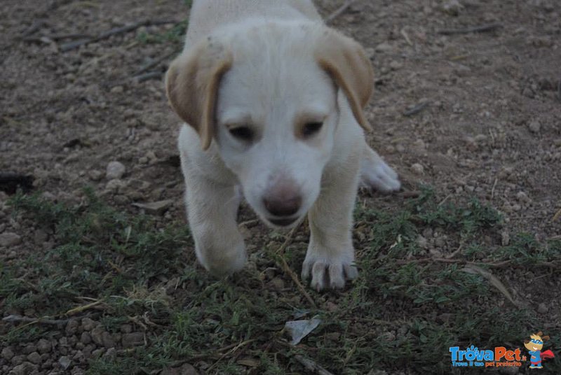 Regalo Cuccioli - Foto n. 9