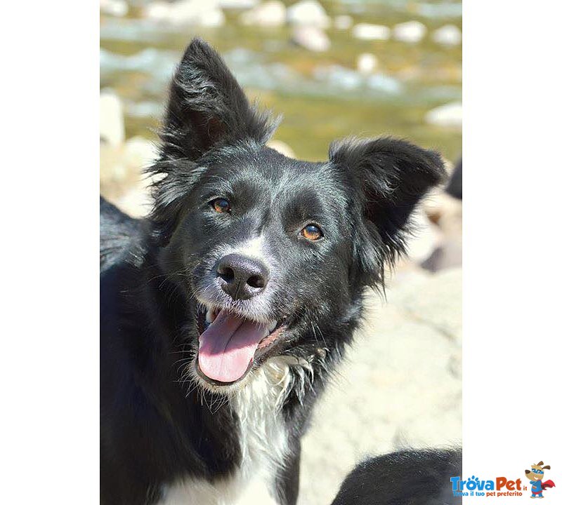 Border Collie Cuccioli - Foto n. 20