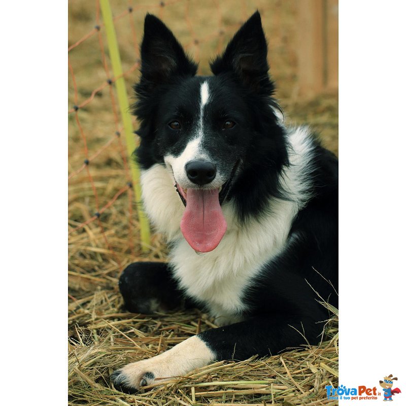 Border Collie Cuccioli - Foto n. 7