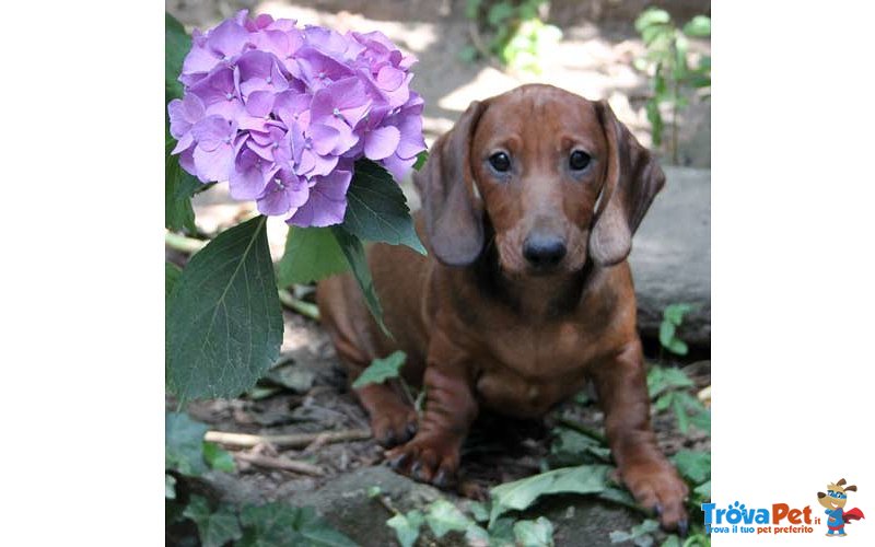 Cucciolo di Bassotto - Foto n. 1