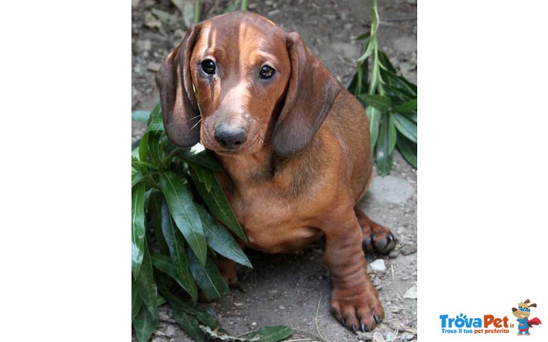 Cucciolo di Bassotto - Foto n. 2