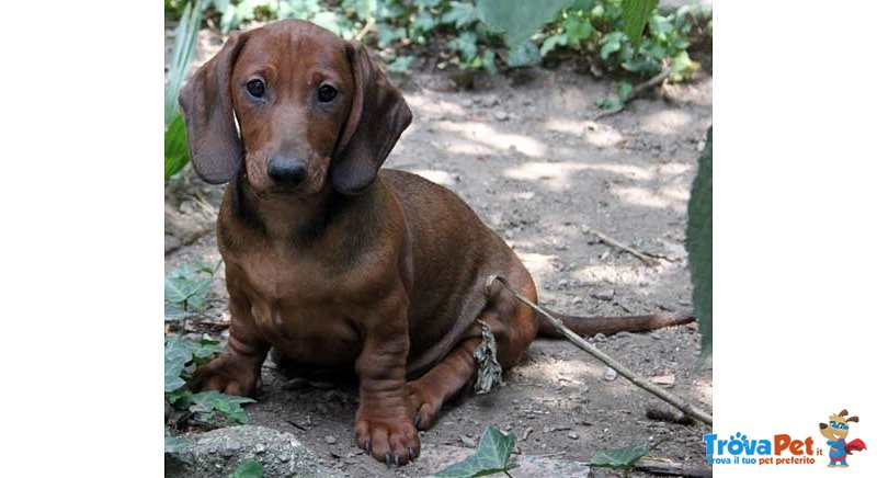 Cucciolo di Bassotto - Foto n. 3