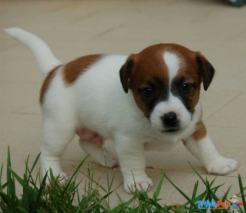 Ultimo Cucciolo jack Russel - Foto n. 2