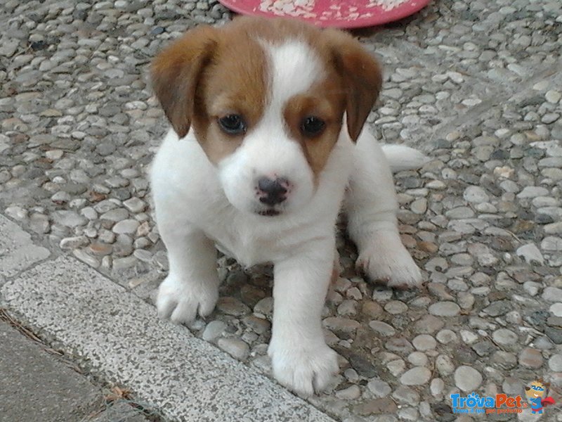 Jack Russell - Foto n. 3