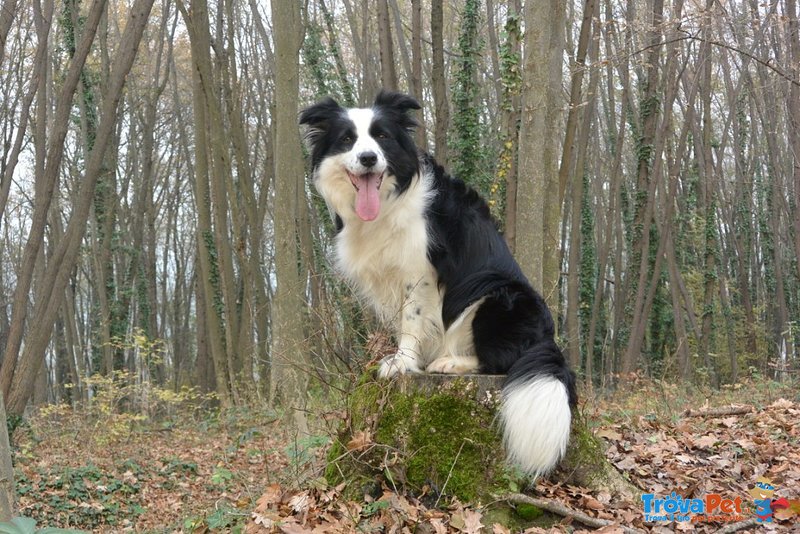 Border Collie Cuccioli - Foto n. 2