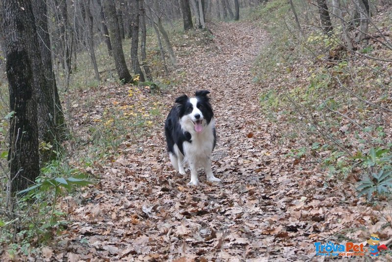 Border Collie Cuccioli - Foto n. 4