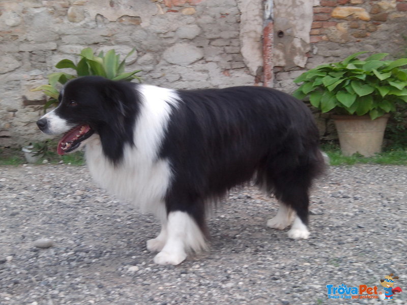 Border Collie Cuccioli - Foto n. 8