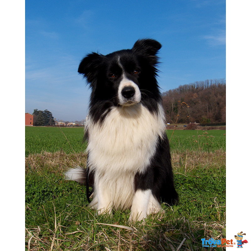 Border Collie Cuccioli - Foto n. 9