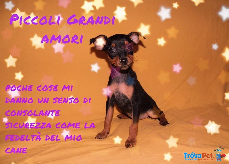 Cuccioli Zwergpinscher - Foto n. 4